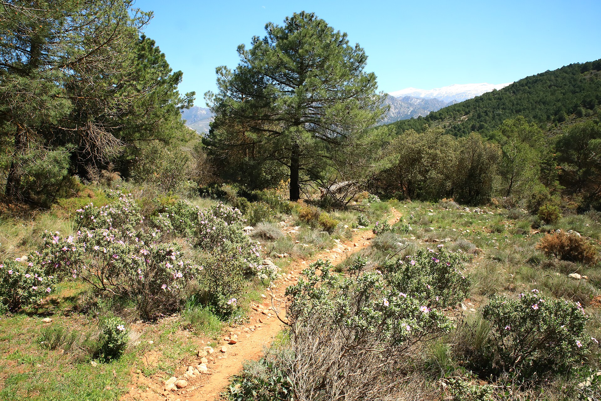 Dílar - Sierra Nevada - 02.jpg Dílar (Andalusia, Spain), at the west end of Sierra Nevada - Hiking trail