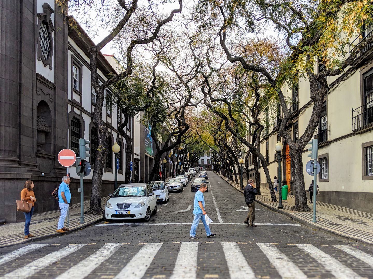 Vista de una calle en Funchal, Madeira, que muestra gente cruzando un paso de cebra bordeado de árboles retorcidos únicos.