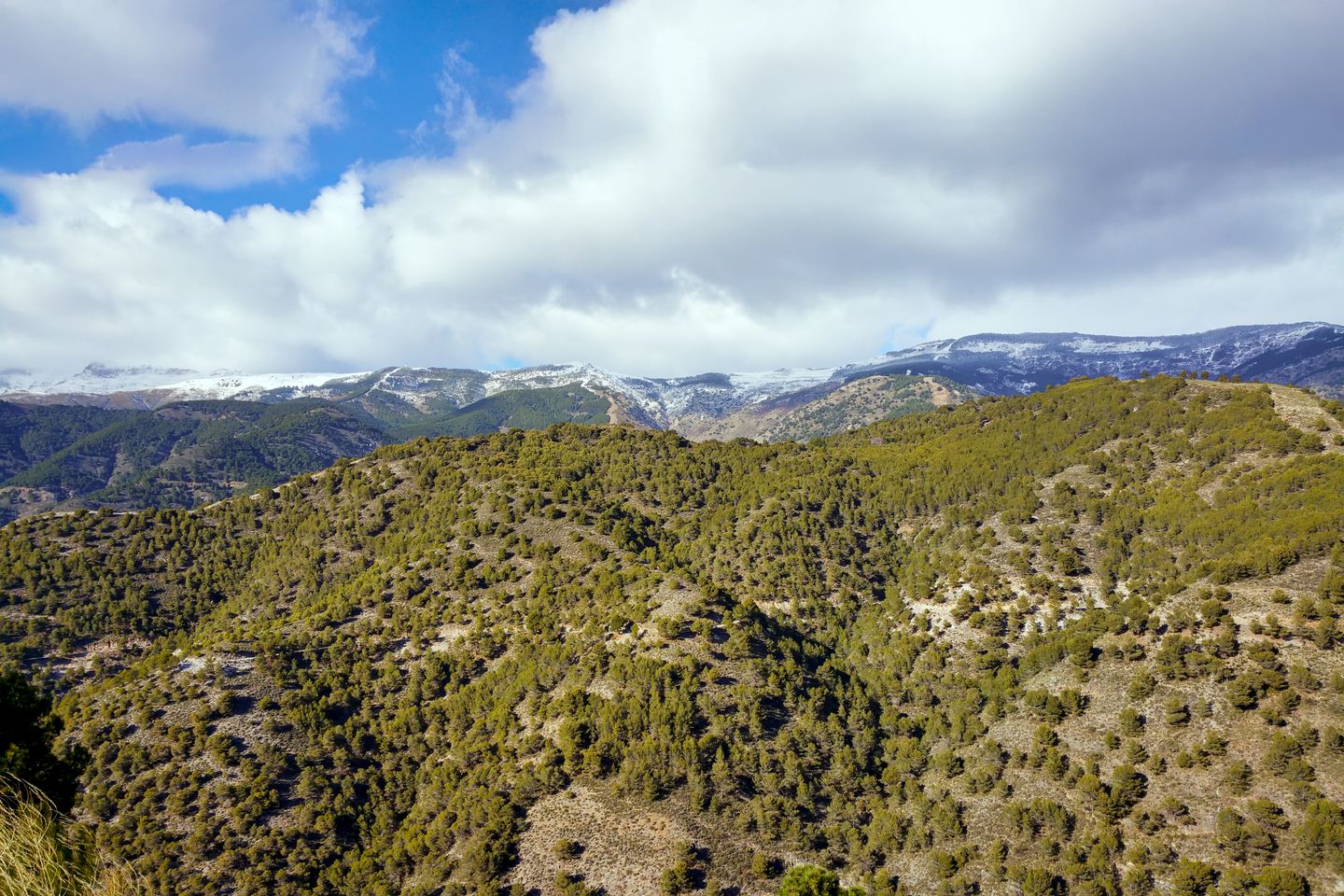 Impresionantes vistas de la Sierra Nevada española, con sus frondosos bosques y picos nevados.